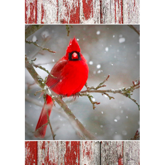 Cardinal sur la branche  