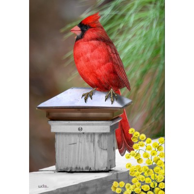 Le Cardinal sur la clotûre